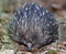 Australian echidna or spiny anteater, queensland