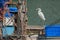 An Australian Egret perched on a fishing boat