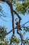 Australian Egret perched in a tree near the South Yunderup estuary