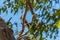 Australian Egret perched in a tree near the South Yunderup estuary