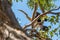 Australian Egret perched in a tree near the South Yunderup estuary