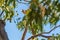 Australian Egret perched in a tree near the South Yunderup estuary