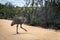 Australian Emu bird crossing the sand road in Western Australia