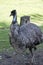 The Australian emu is a flightless tall bird with a long neck