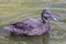 Australian endangered Freckled Duck