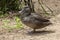 Australian endangered Freckled Duck