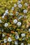 Australian endemic wildflower called blue smokebush Conospermum nervosum