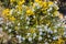 Australian endemic wildflower called blue smokebush Conospermum nervosum against yellow bokeh background of yellow blossoms