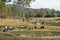 Australian eucalypt cattle country landscape