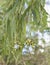 Australian eucalypt gum leaves and gumnuts