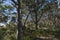 Australian Eucalypt Trees East Coast Forest