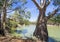 Australian Eucalyptus Gum trees on banks of river under blue sky on the Murray River, Victoria, Australia 3