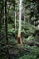 Australian eucalyptus gum trees in rain forest