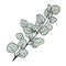 Australian eucalyptus sprig icon. Delicate plant for bouquets and wedding invitations