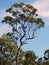 Australian Eucalyptus Tree