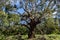 Australian Eucalyptus tree looking up at the sky, Philip Island