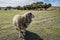 Australian Farm Landscape and Merino Sheep