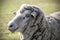 Australian Farm Merino Sheep