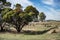 Australian Farm Merino Sheep Landscape