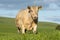 australian farming landscape in springtime with angus and murray grey cows growing beef cattle