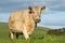 australian farming landscape in springtime with angus and murray grey cows growing beef cattle