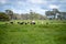 australian farming landscape in springtime with angus and murray grey cows growing beef cattle