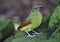Australian female bower bird,blue mountain, sydney