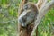 Australian female koala bear with a baby sleeping on a branch of eucalyptus tree in Victoria, Australia.