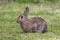 Australian Feral Rabbit