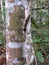 Australian Fig Ficus Rainforest Tree Close up of bark