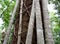 Australian Fig Ficus Rainforest Tree Close up of bark