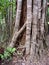 Australian Fig Ficus Rainforest Tree Close up of bark