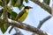 Australian Figbird in Queensland Australia