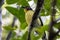 Australian Figbird in Queensland Australia