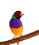 Australian finch Gouldian redhead male bird