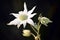 Australian Flannel Flowers