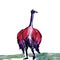 Australian Flightless Bird Ostrich Isolated Sketch