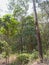 Australian forest in the autumn. Tall deciduous trees, palms, eucalyptus trees.