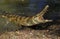Australian Freswater Crocodile, crocodylus johnstoni, Adult with Open Mouth, Defensive Posture, Australia