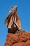 Australian Frilled Lizard