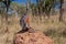 Australian Frilled Lizard