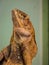 The Australian Frilled Lizard with its frill folded around its neck.