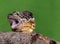 Australian frilled neck lizard