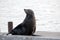 Australian fur Seal