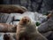 Australian Fur seal colony