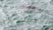 An australian fur seal swimming