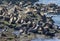 Australian fur seals