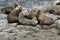 Australian Fur Seals