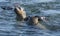 Australian fur seals