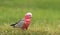 Australian Galah with copy space